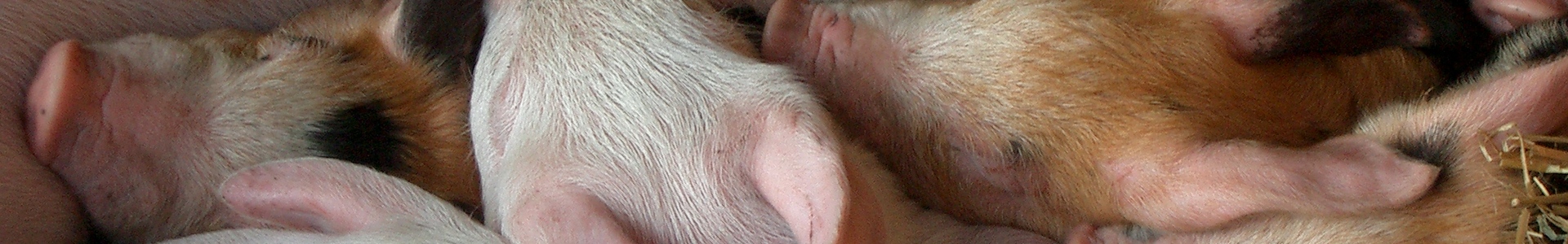 Copestone Copywriting animal health and welfare copywriter
